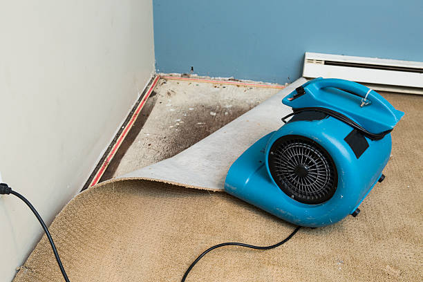 Best Professional water damage repair  in Laguna Beach, CA